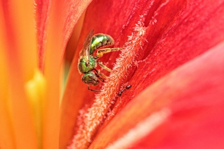 green metallic bee and ant