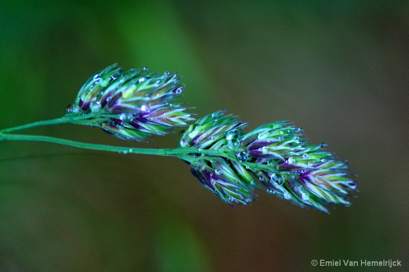 raindrops