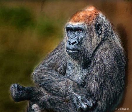 Gorilla
