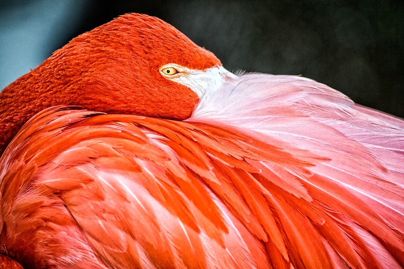 Flamingo 2, Florida