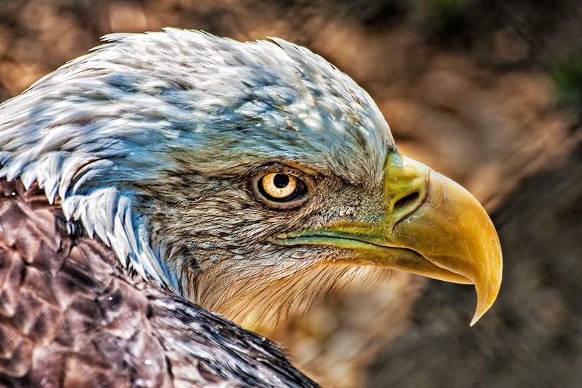 Bald Eagle, Smithtown, New York