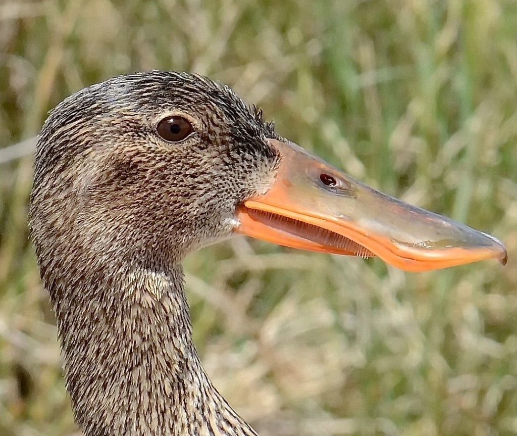 Northern Shoveler Hen