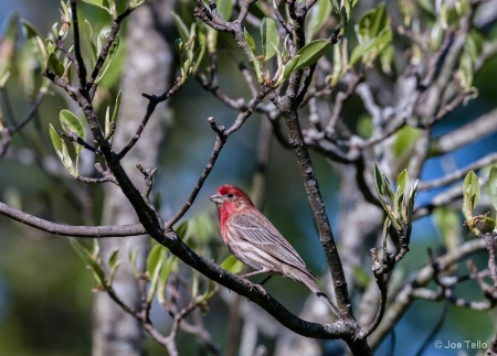 Red Finch