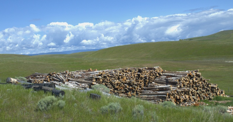 Logs in Sagebrush and Green 