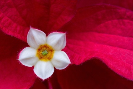 Bougainvillea