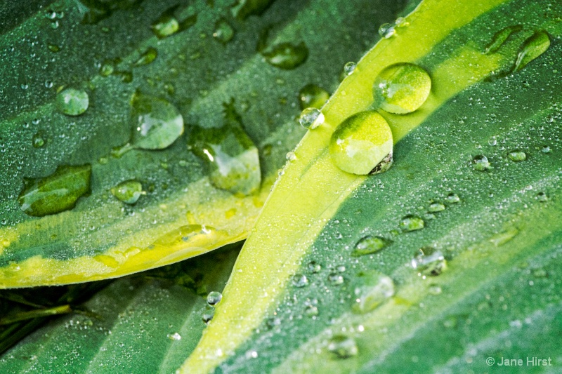Hasta Plant & Water Drops