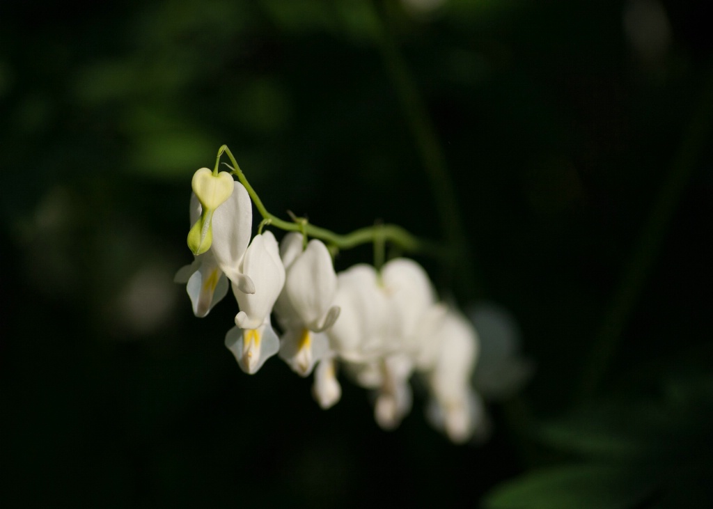 Virtuous Bleeding Hearts