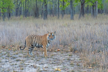 The handsome male tiger of Maghdi zone