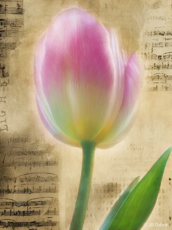Tulip and Music