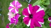 Pretty 