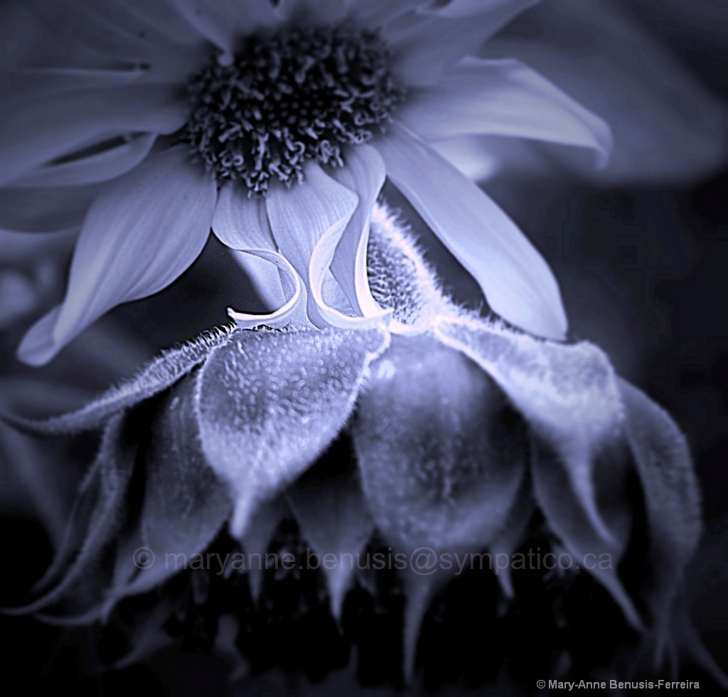 A Flower Massage ... - ID: 15158596 © Mary-Anne Benusis