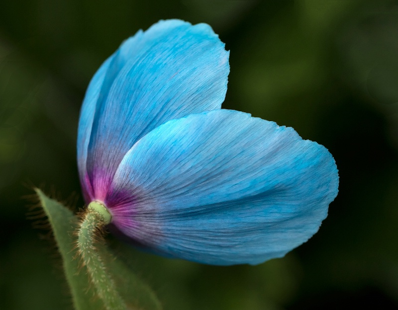 Himalayan Blue Poppy  