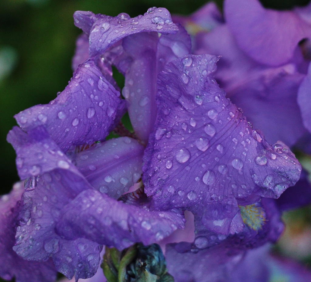Iris After A Rain
