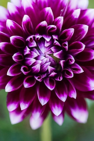 The Purple Dahlia