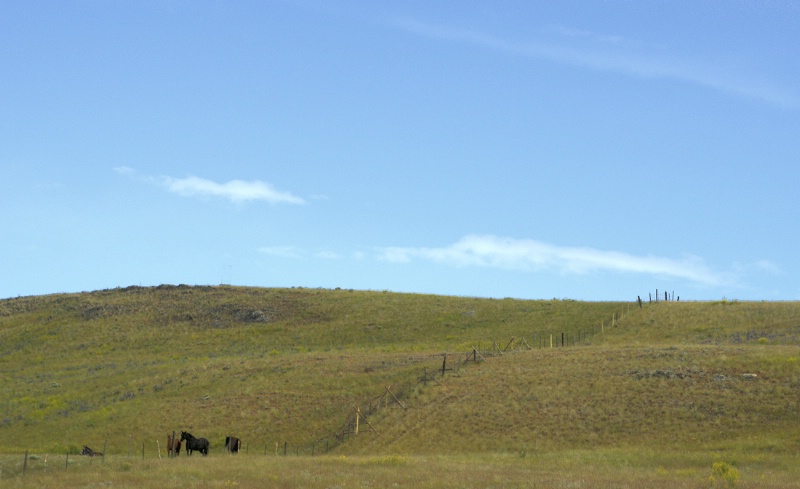 Horses on a Hillside 