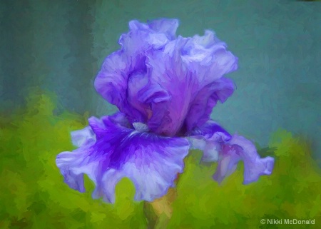 Painted Iris