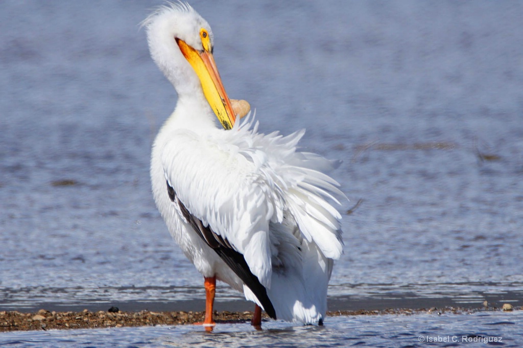 White Pelican Details