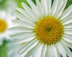 The Humble Daisy