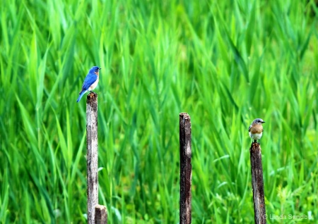 Little Blues in a Sea of Green