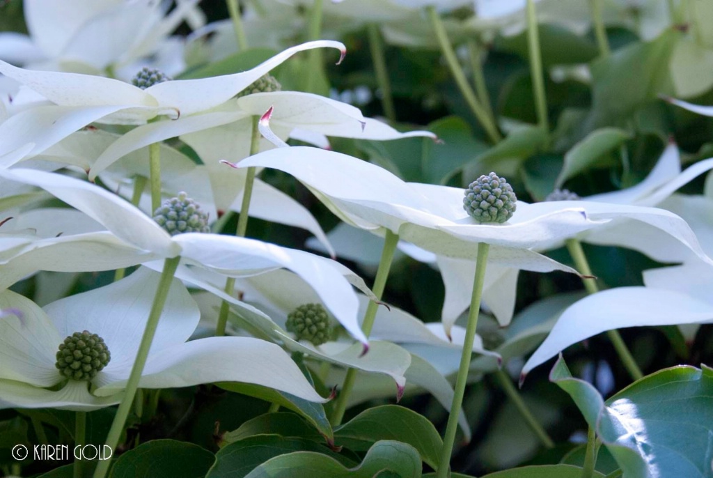 Dogwood flowers from a different perspective.