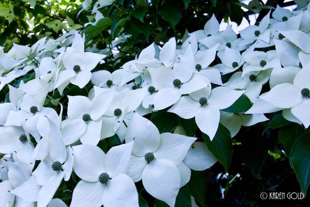 Dogwood Flowers