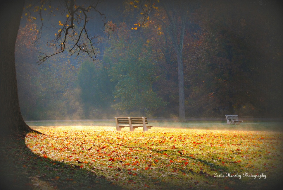 Peaceful Morning Mist