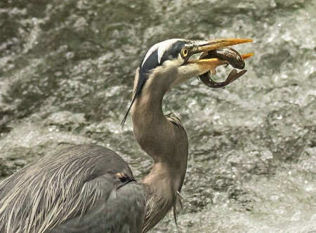 Great Blue Heron With Catch  