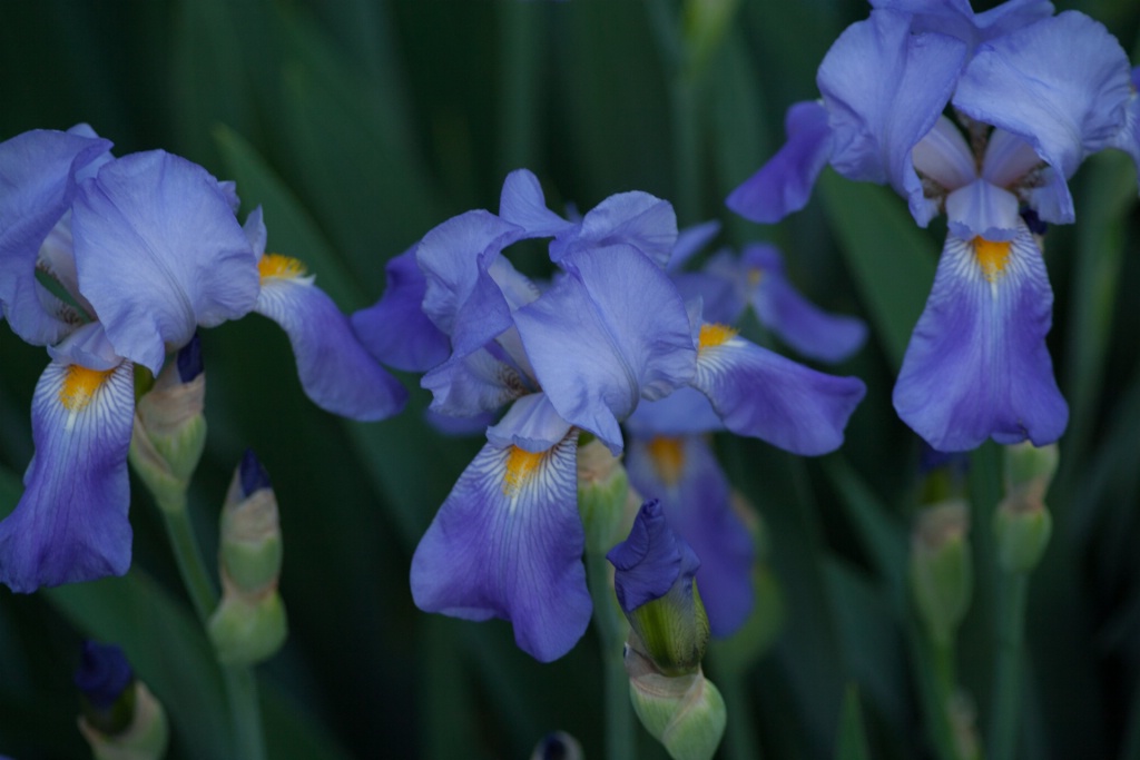 Dusk Irises