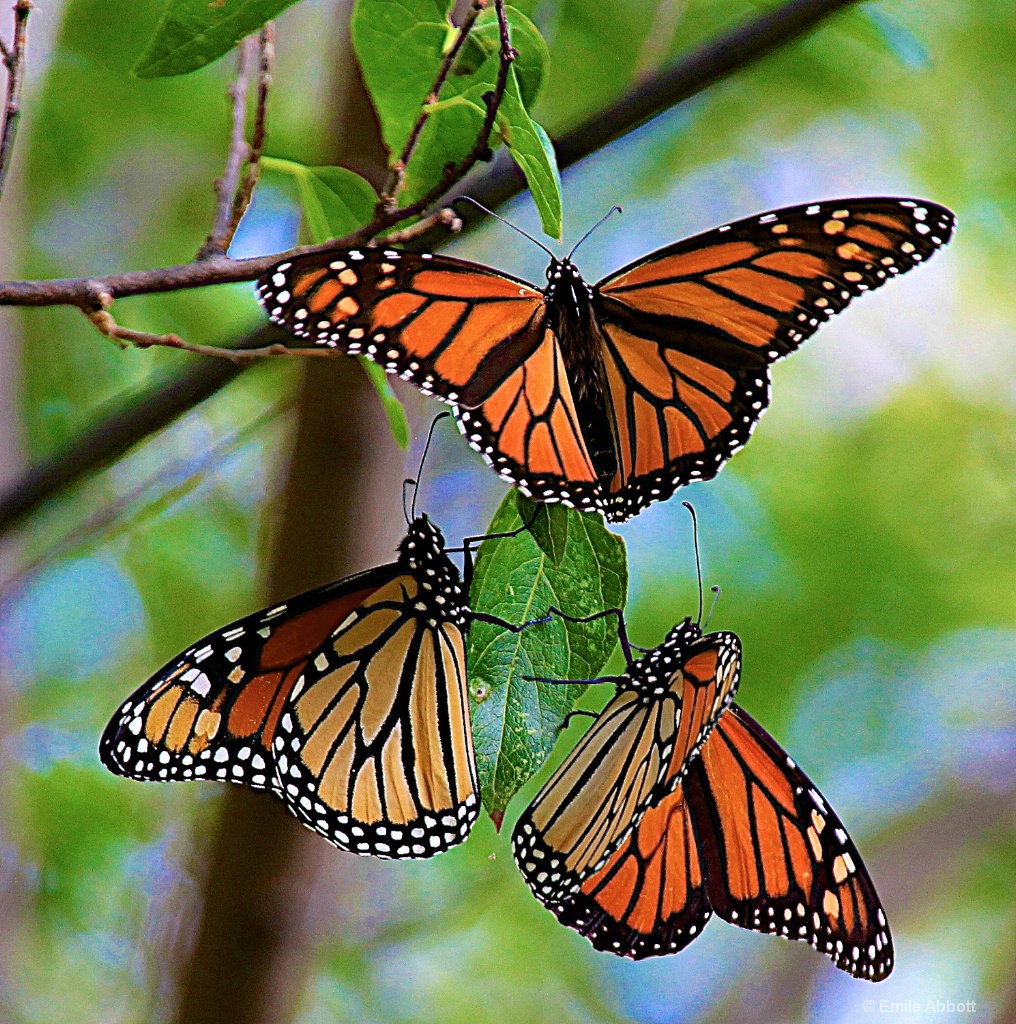 Tres Monarchs - ID: 15160038 © Emile Abbott