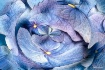 Heavenly Blue