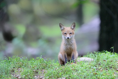 The Little Fox Kit