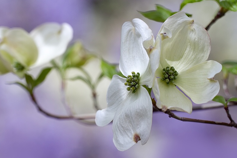 Dogwood with Lavender