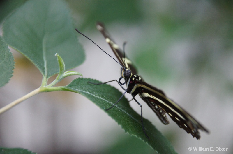 Close-up of a Zebra Longwing Butterfly 