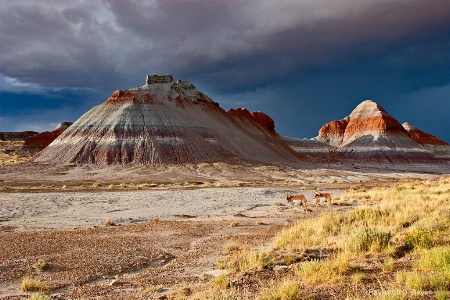 Painted Desert 2016