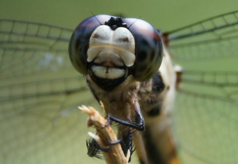 Extreme Close-Up of a Dragonfly