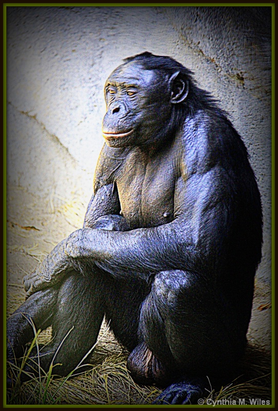 Portrait of a Primate