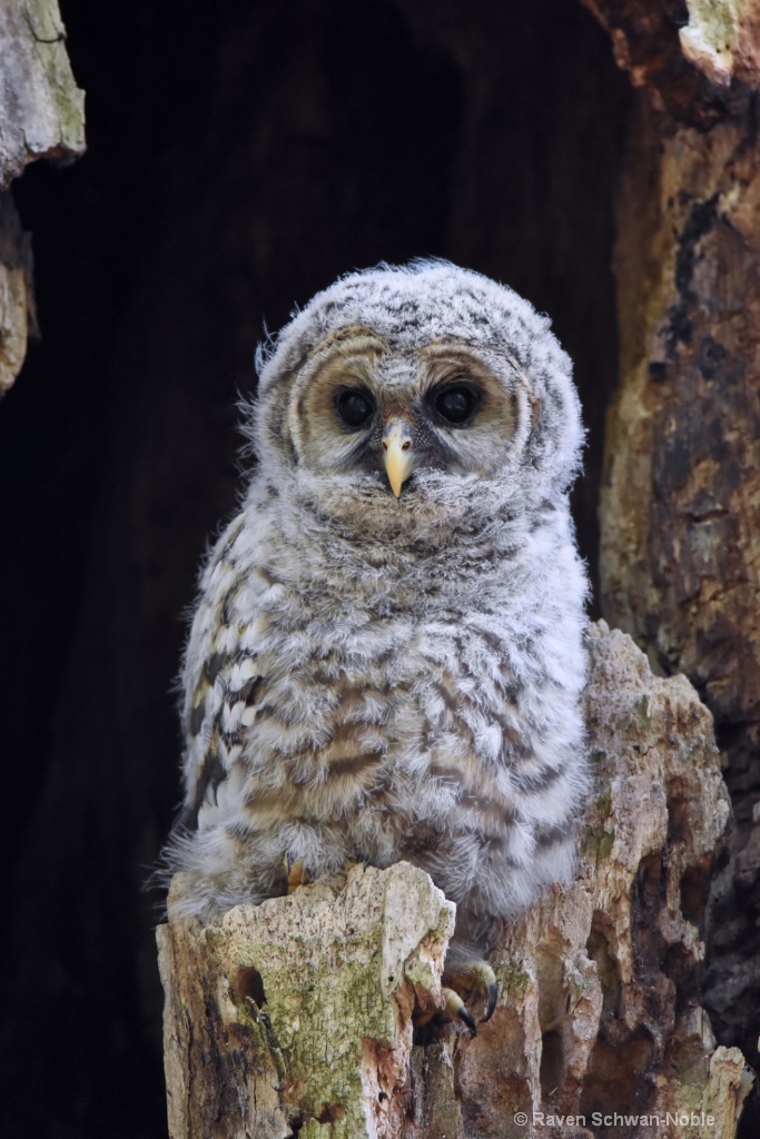 Barred Owlet #2 - ID: 15160571 © Raven Schwan-Noble