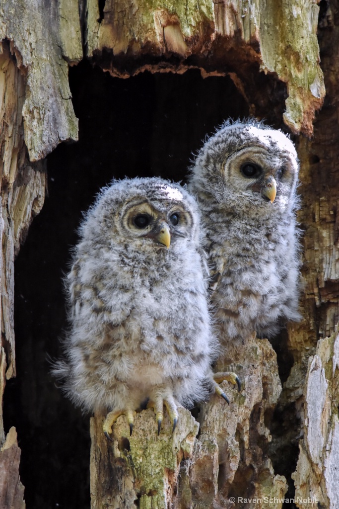 Barred Owlets~ People Watching - ID: 15160572 © Raven Schwan-Noble