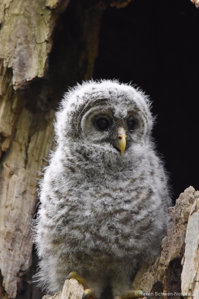 Barred Owlet 3 - ID: 15160573 © Raven Schwan-Noble