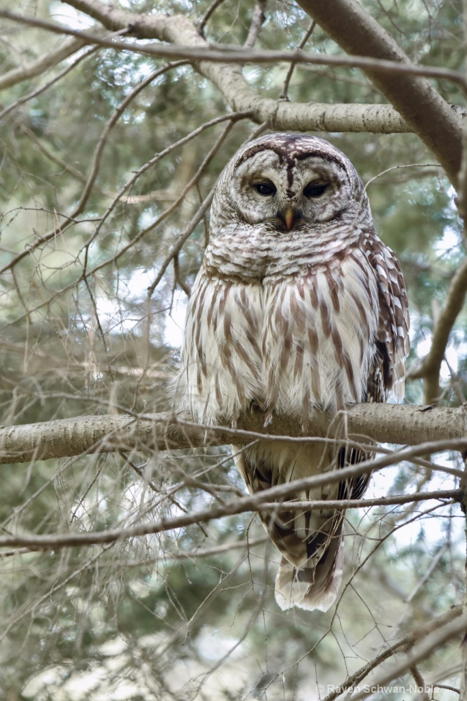 Barred Owl~ Keeper of the Forest - ID: 15160574 © Raven Schwan-Noble