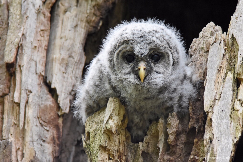 Barred Owlet #3 - ID: 15160575 © Raven Schwan-Noble
