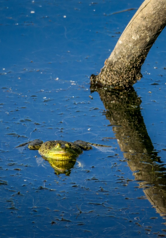 Floating Bullfrog - ID: 15161094 © Patricia A. Casey