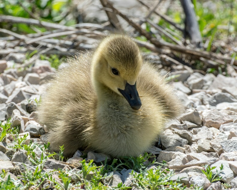 Baby Gosling