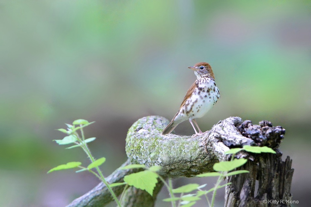 Wood Thrush in the Woods 