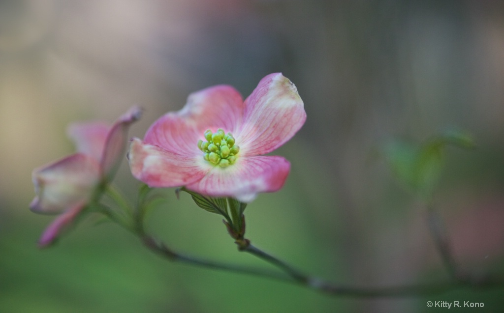 Dogwood Blossom - ID: 15161291 © Kitty R. Kono