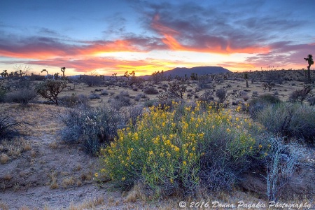 Desert Night Light