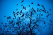Kisaleff Crows