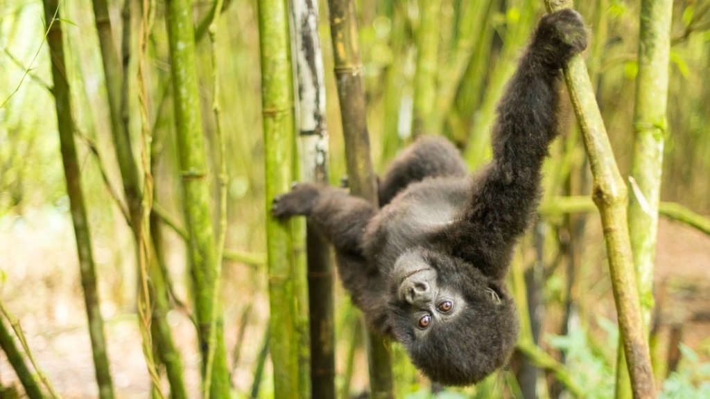 Playing in the bamboo forest