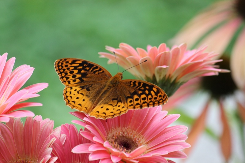 Great Spangled Fritillary  - ID: 15161336 © Tammy M. Anderson