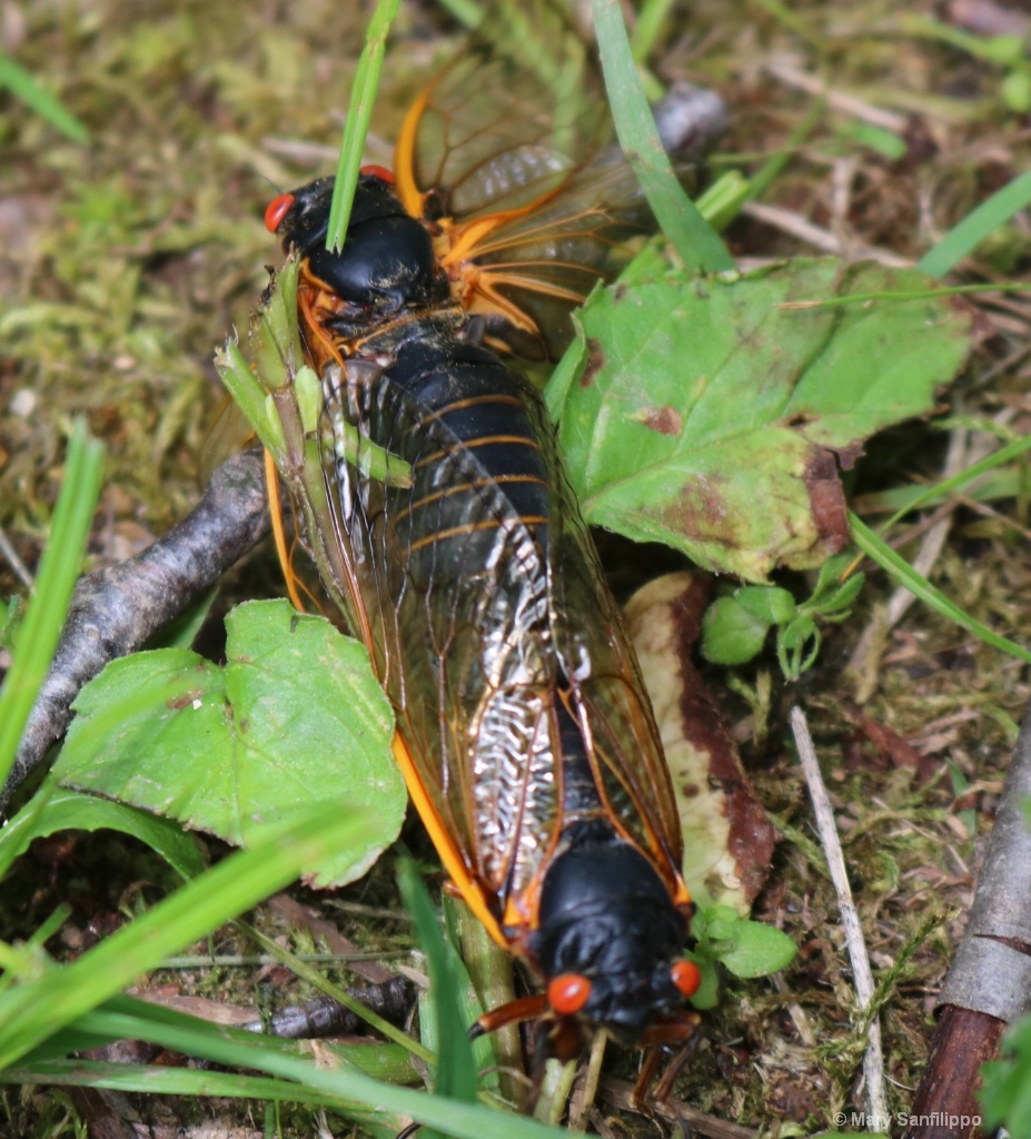 Mating Cicada's